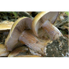 Мицелий Паутинника сизоножкового (Cortinarius glaucopus)